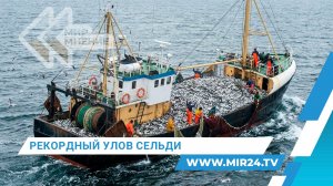 Российские рыбаки установили рекорд по добыче тихоокеанской сельди