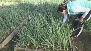 6 соток в июне. Возвращаемся в город с первым урожаем клубники. Купила маме комо