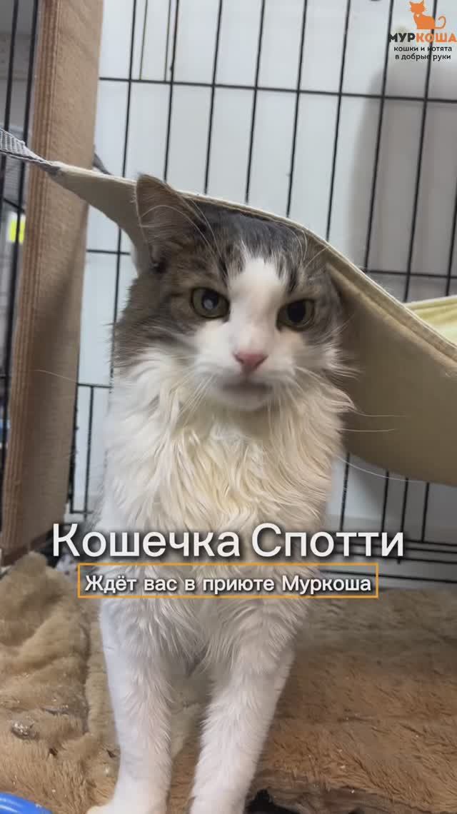 Спотти ждёт вас в приюте #Муркоша смотреть онлайн