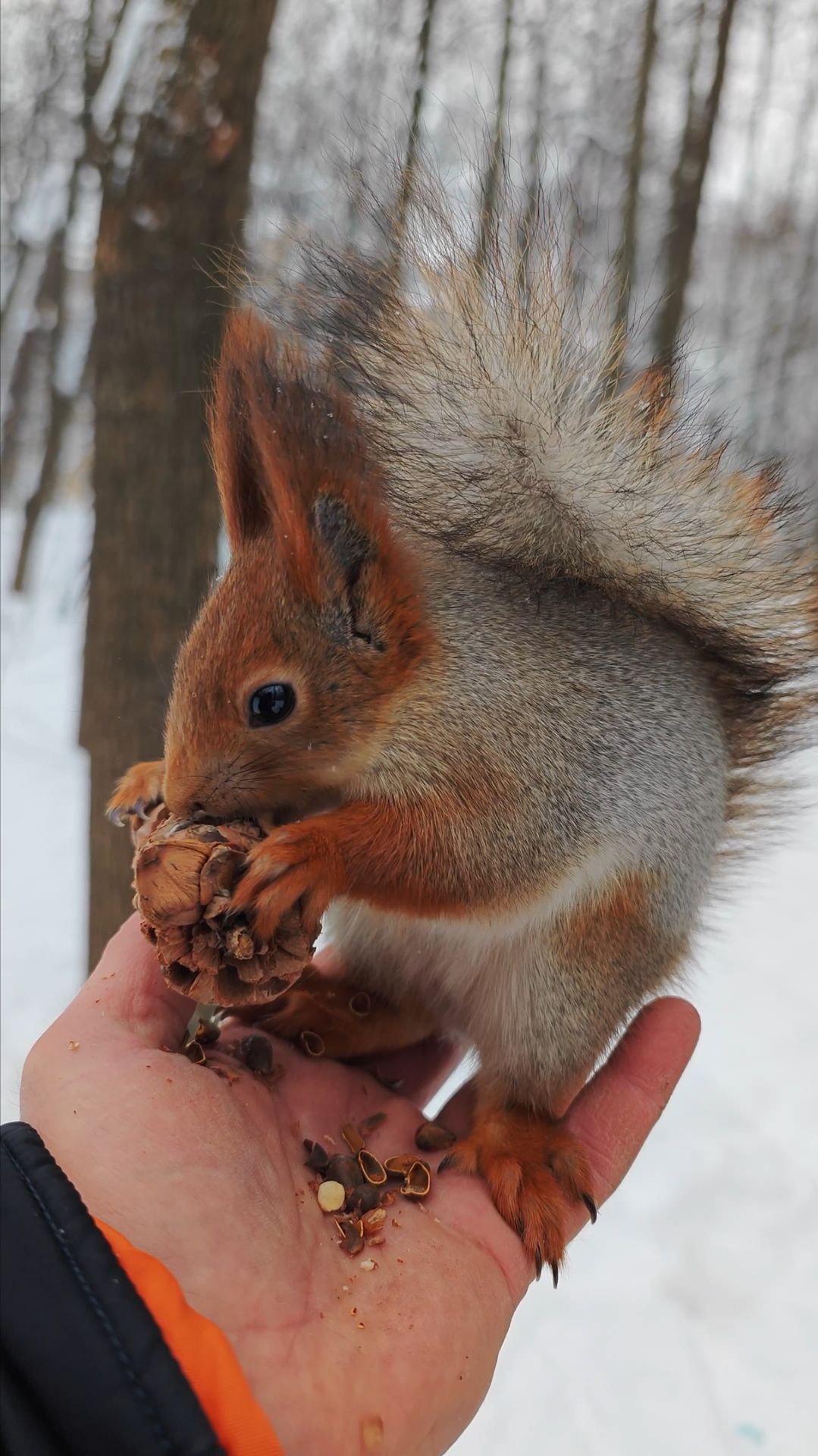 Белка на ладони. Другой ракурс смотреть онлайн