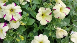 16 января, первые всходы петуньи. Меня радует.