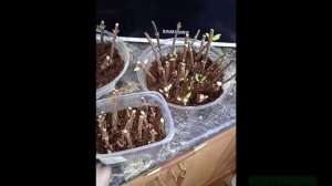 зимнее черенкование и укоренение гортензий