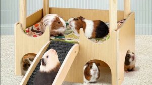 5 вещей, которые НЕНАВИДЯТ морские свинки/Морская Свинка Орешек