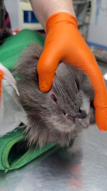 Как правильно чистить зубы кошке