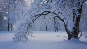 Снег как одеяло: защита почвы от холода