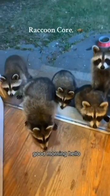 Еноты смотреть онлайн