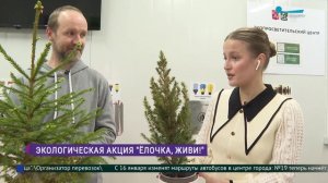 «Ёлочка, живи»: пункты приёма и выхаживания горшечных хвойных в Петербурге