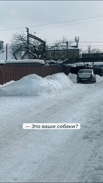 Стая собак напала на женщину с ребенком в Татарстане смотреть онлайн