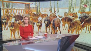 Подкормочные площадки для оленей и косуль организованы по всему Приморью