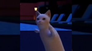 видосик про котиков