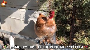 Цыплята и Курочки селяночки лучшие беспородные несушки 🥚 (424)