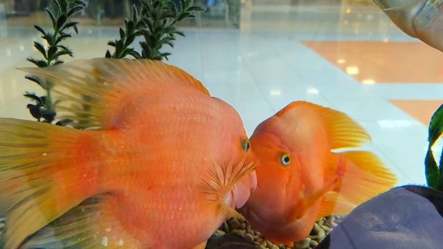 Аквариумные рыбки,это поистине релакс смотреть онлайн