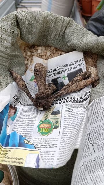 упаковка маленьких клубней горгин на хранение смотреть онлайн