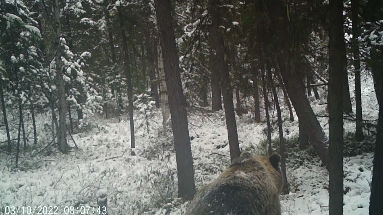 МЕДВЕДИ АТАКУЮТ ФОТОЛОВУШКУ. СОБАКА СНОВА ЛАЕТ БЕЛКУ. ЗАГОТОВКА КЕДРОВОГО ОРЕХА смотреть онлайн