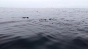 petal_20241108_173131.mp4