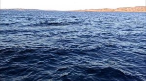 petal_20250617_113755.mp4