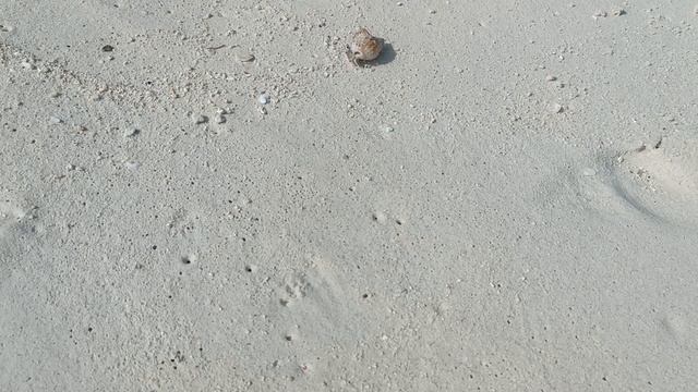 Крабовый пляж, остров Камаду, Мальдивы, январь 2026 (A Beach with Crabs, Kamadhoo, Maldives, Jan’26)