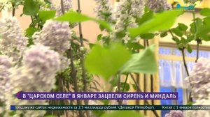 В Царском Селе зацвела сирень