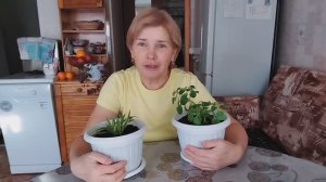 Из города в деревню// Долго собиралась, пересадила//