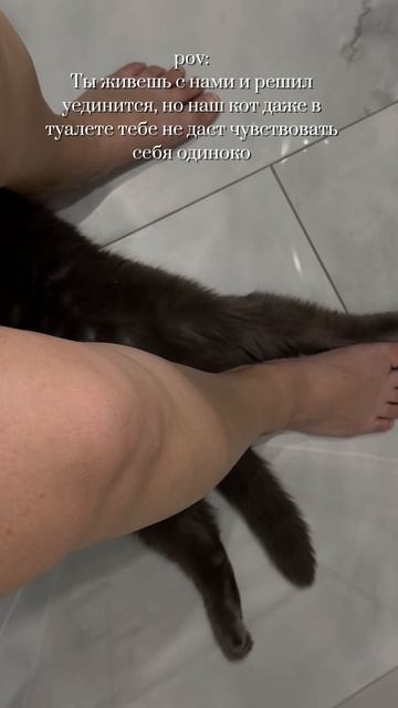 Котик смотреть онлайн