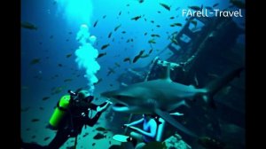 Погружение к  акулам