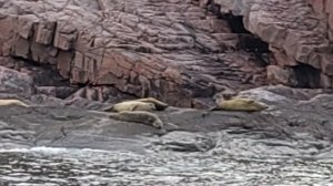 Тюлени отдыхают