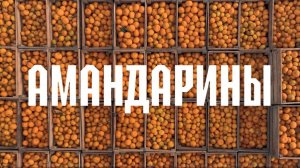«Амандарины»: как растут мандарины в Абхазии? Документальный фильм