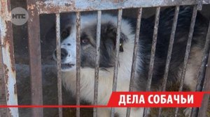 В Иркутске семья дважды укушенного собаками школьника получит 15 тыс. рублей компенсации