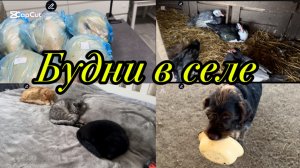 1906❤️Восстанавливаюсь дома/ Строим дом/ Сокращаем птичий двор/ Снегопад на Кубани