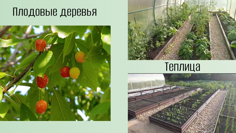 Теплица  Плодовые деревья 