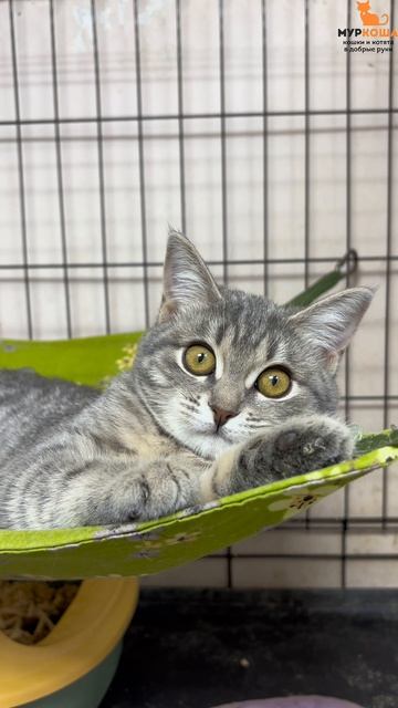 Айми ждёт вас в приюте #Муркоша смотреть онлайн