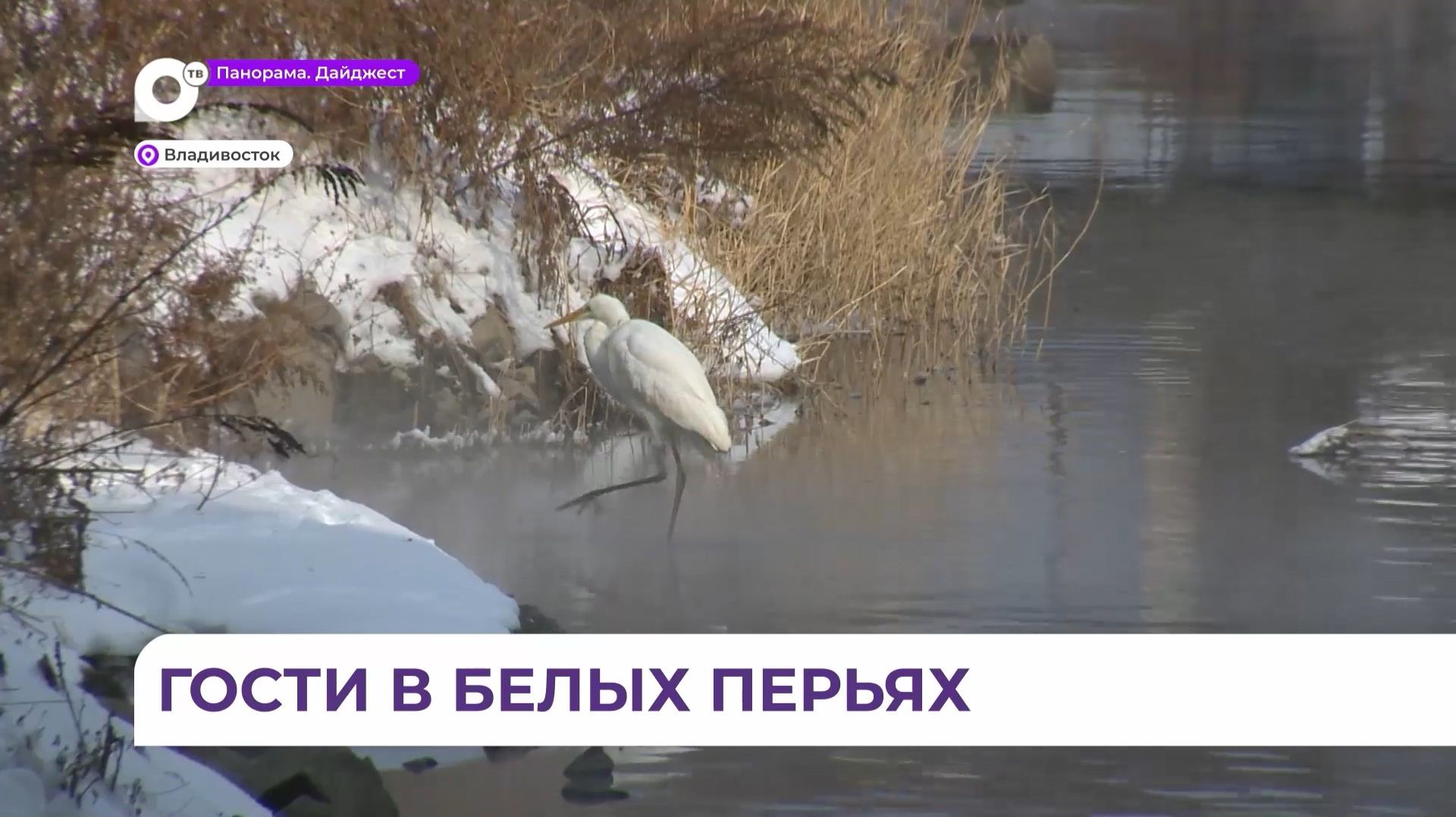 Две цапли обосновались у воды в районе Второй Речки во Владивостоке смотреть онлайн
