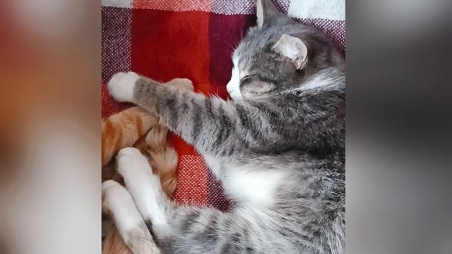 Любимые пушистики😻🐶 смотреть онлайн