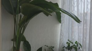 Как заставить цвести стрелицию дома?