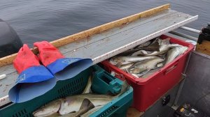 Неплохая рыбалка. Треска. Зеленцы