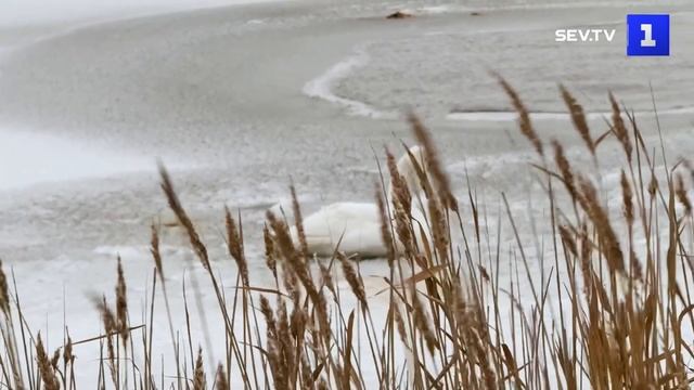 Лебедя с повреждённым крылом спасли в Херсонской области смотреть онлайн