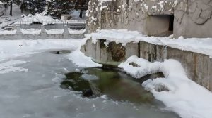 тюлени Калининград 🐧🐵