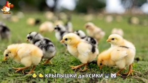Утята и Цыплята - Кошки и котята, Собаки и щенята (325) Хвостики да Усики ❣️