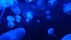 Медузы, неоновый аквариум, крепкий сон, медитация, йога