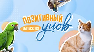 Танцующие попугаи и самый красивый кот в мире. "Позитивный улов"