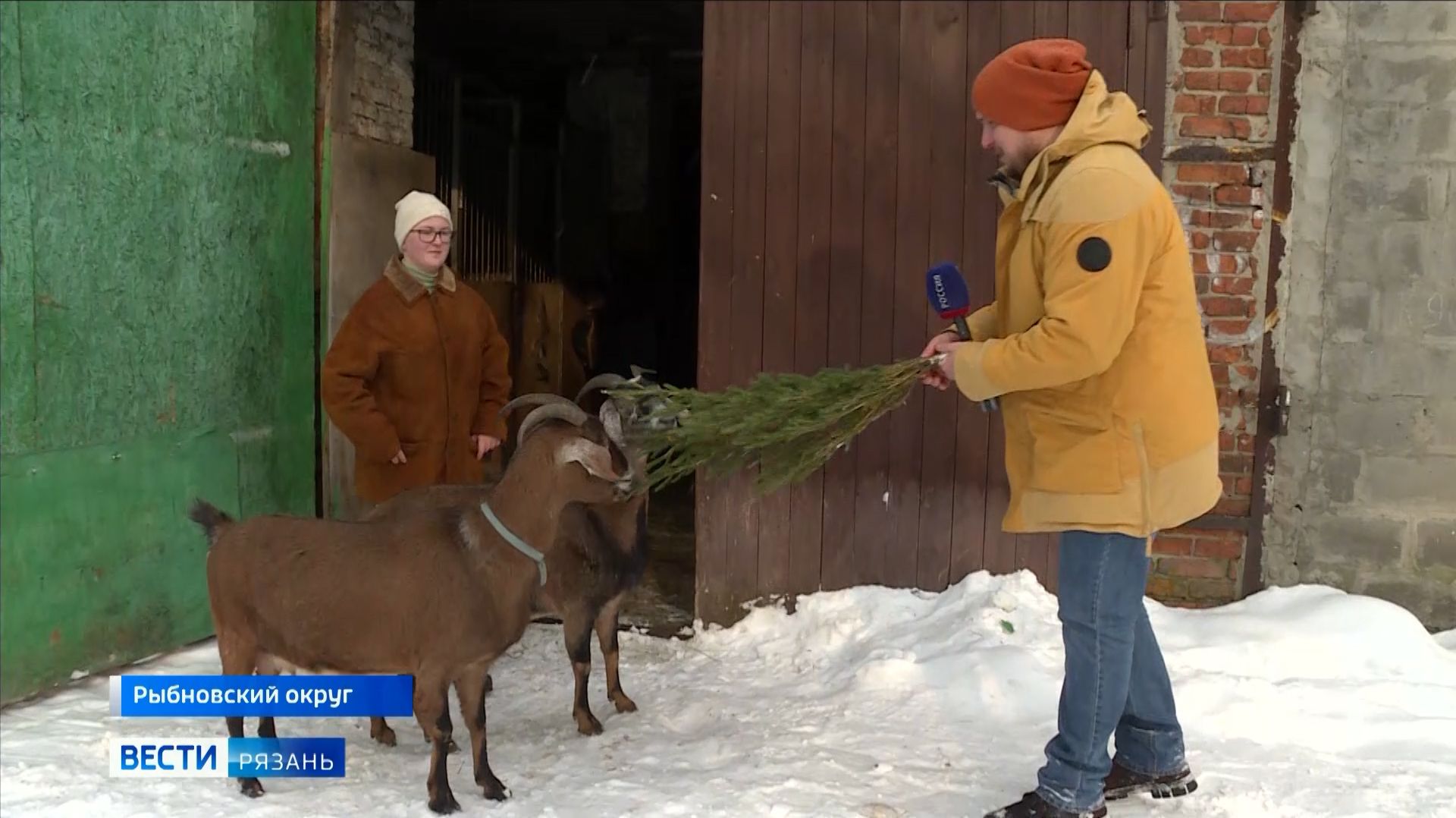 Рязанцы могут сдать новогодние ели на корм козам и лошадям смотреть онлайн