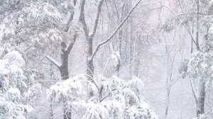 winter music relax. зимняя спокойная фоновая музыка для настроения, природа лес animals