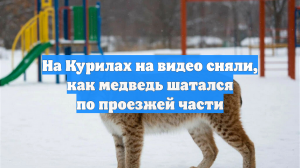 На Курилах на видео сняли, как медведь шатался по проезжей части