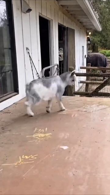 я по жизни победитель #приколы #прикол #юмор смотреть онлайн