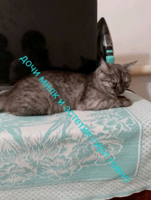 дочи Миле говно 💩💩💩