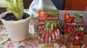 Сею земляника и не только...