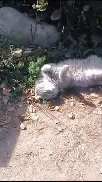 Тихий час у кота