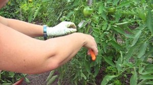 формировка томатов.ч.1