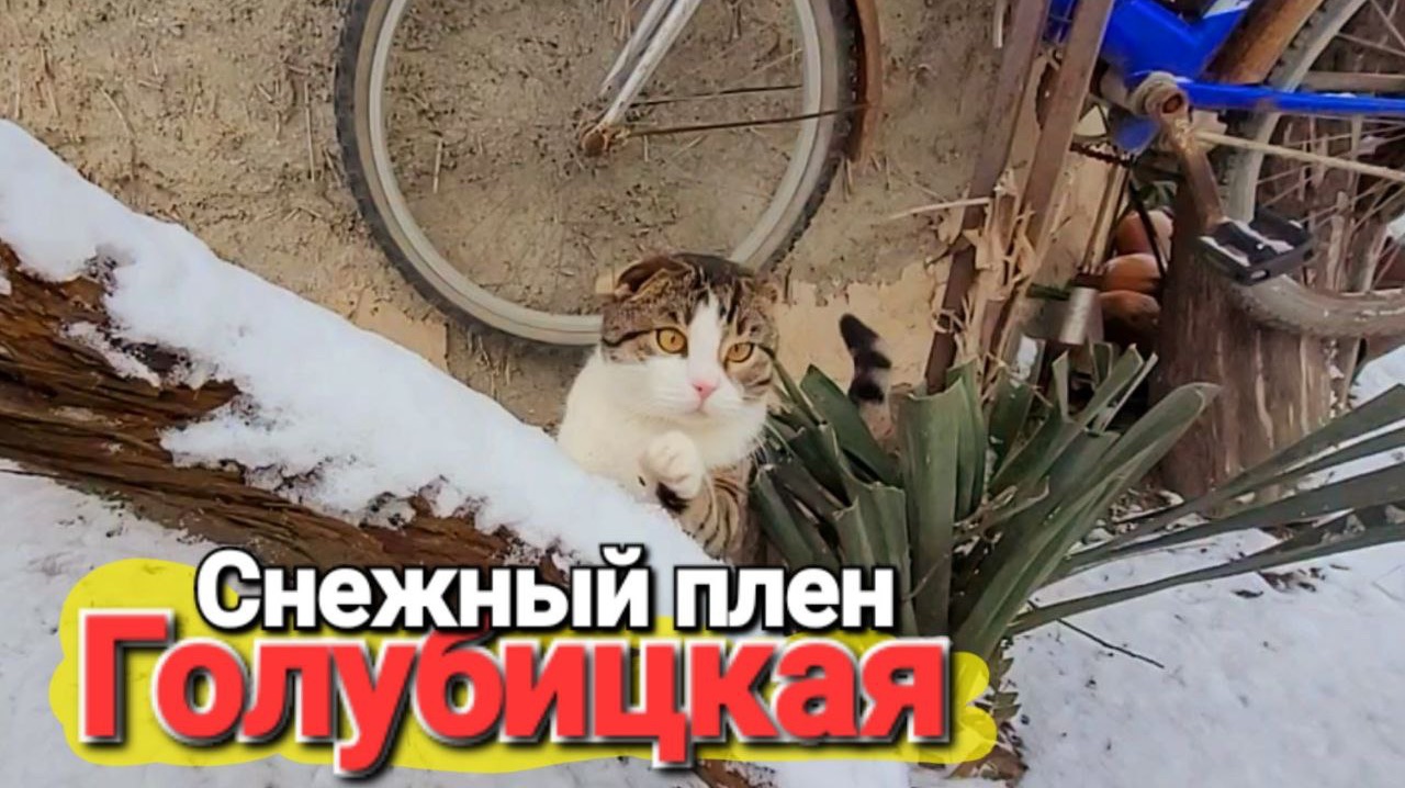 Вот тебе и переехали на Юг! Ужасно холодно, заваливает снегом #Голубицкая смотреть онлайн