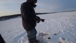 Судак болеет